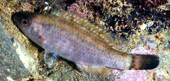 Symphodus melanocercus_006